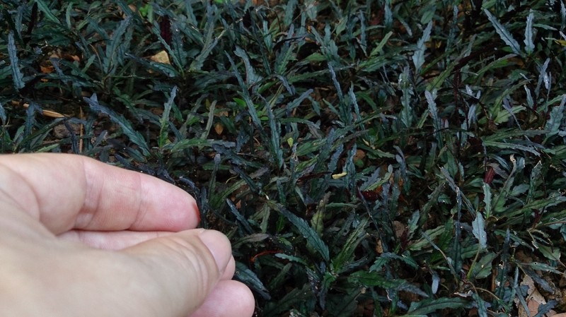 Strobilanthes sinuata photo 4