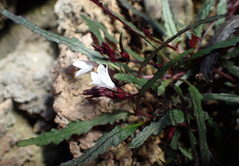 Strobilanthes sinuata photo 5