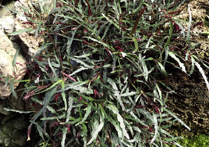 Strobilanthes sinuata photo 6