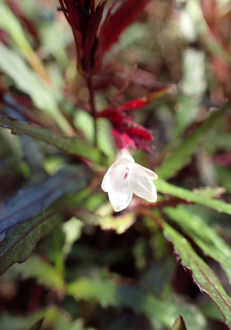 Strobilanthes sinuata photo 7