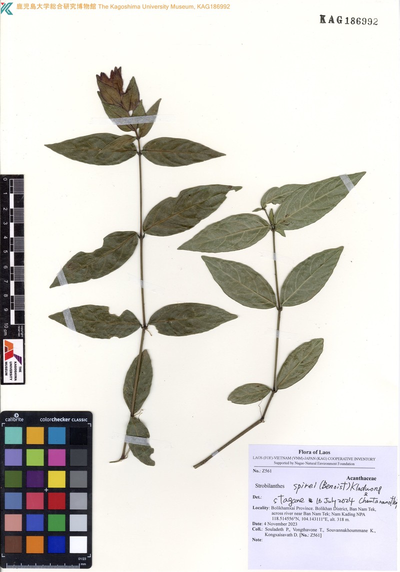 Strobilanthes spirei