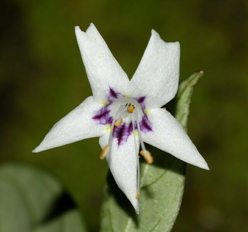 Strobilanthes sripadensis