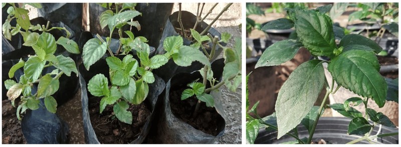 Strobilanthes tonkinensis var. tonkinensis