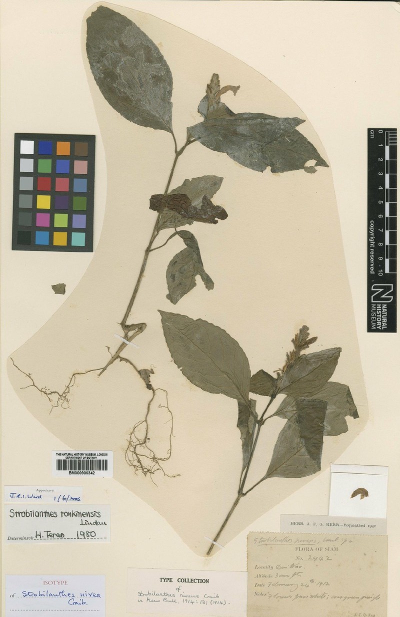 Strobilanthes tonkinensis var. tonkinensis photo 2