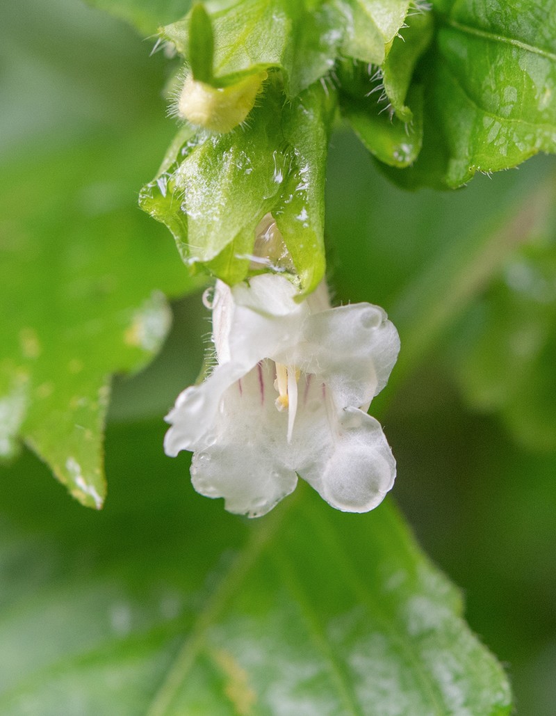 Strobilanthes twangensis