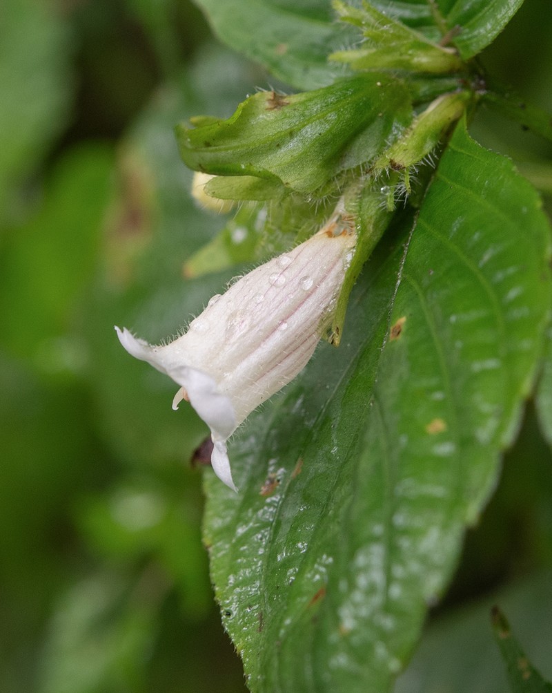 Strobilanthes twangensis photo 2