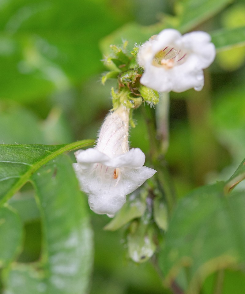 Strobilanthes twangensis photo 3