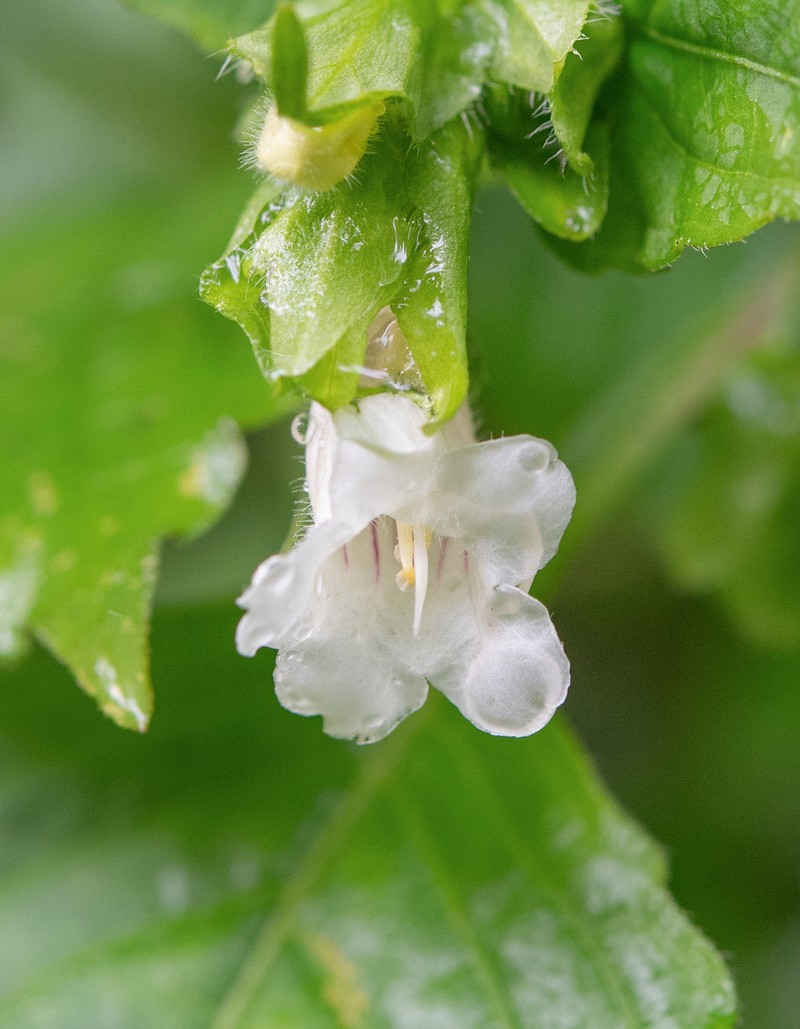 Strobilanthes twangensis photo 6