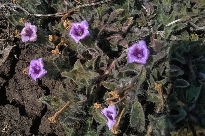 Strobilanthes urens