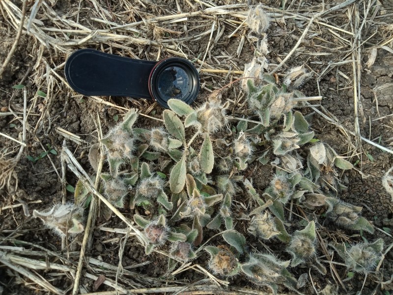 Strobilanthes urens photo 2