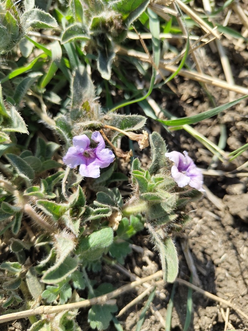Strobilanthes urens photo 3