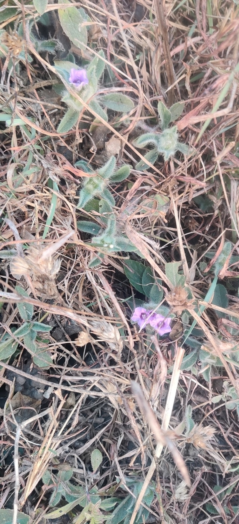 Strobilanthes urens photo 4