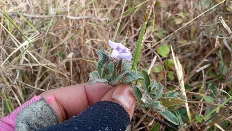 Strobilanthes urens photo 6