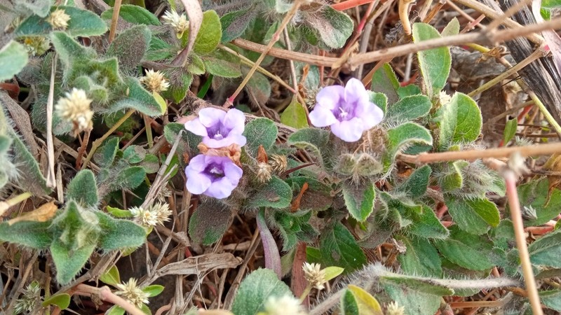 Strobilanthes urens photo 7