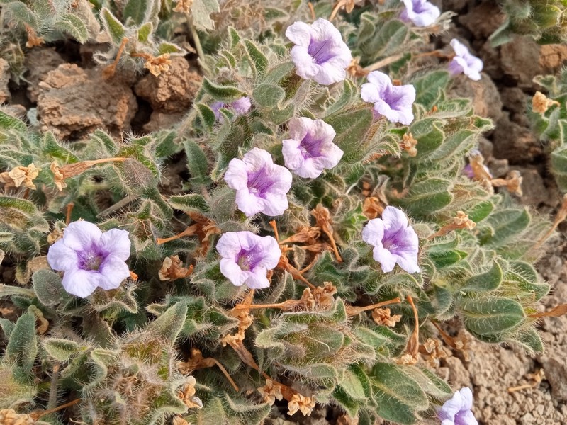 Strobilanthes urens photo 8