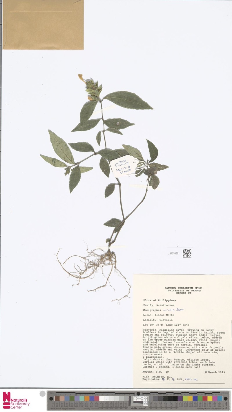 Strobilanthes viridis