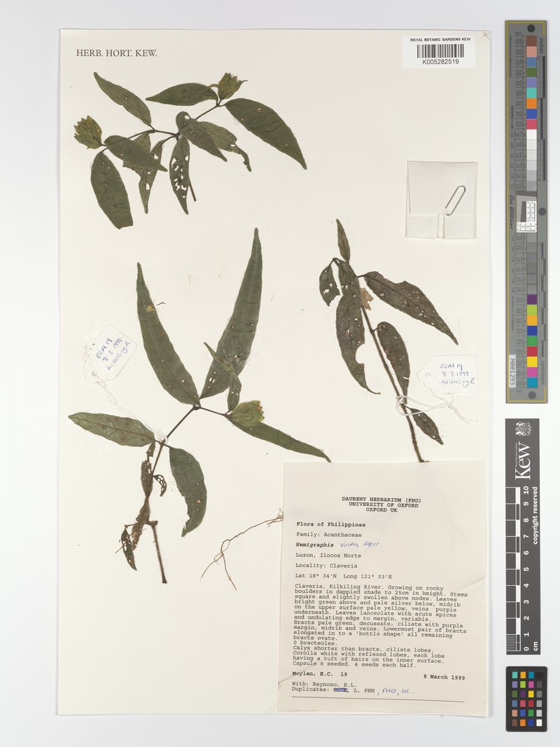 Strobilanthes viridis photo 2