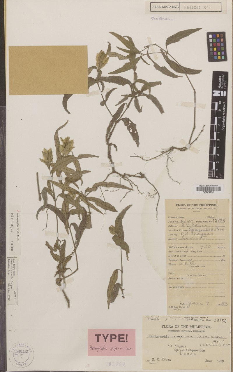 Strobilanthes viridis photo 3