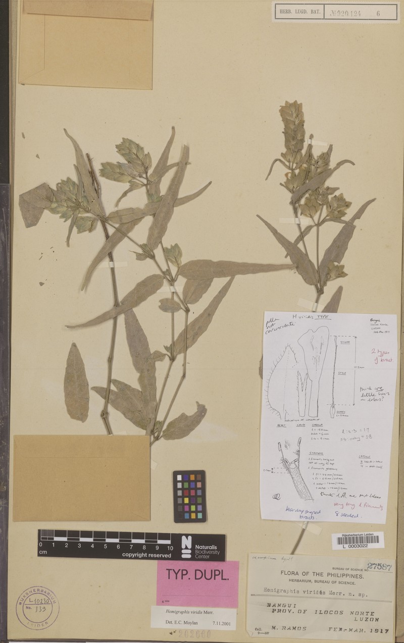 Strobilanthes viridis photo 4
