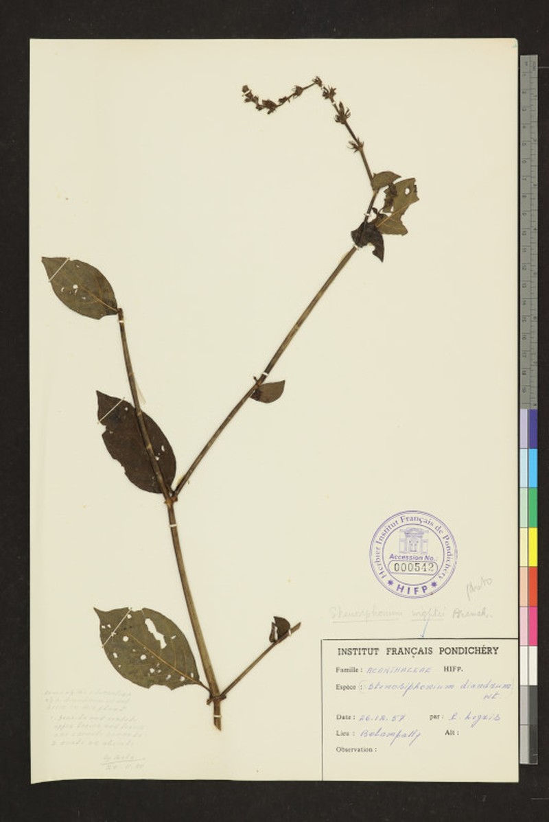 Strobilanthes wightii