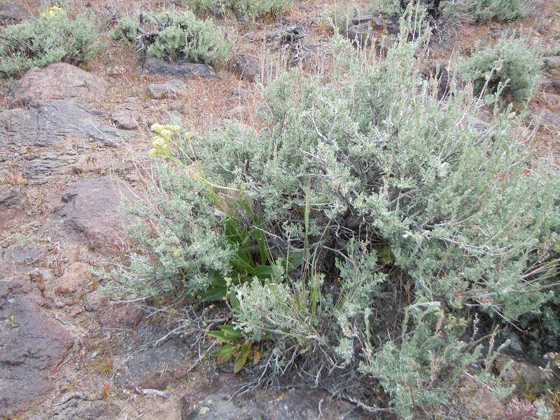 Talapoosa Peak Pearpod photo 3