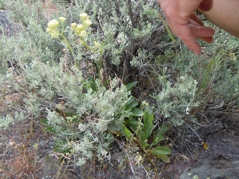 Talapoosa Peak Pearpod photo 5