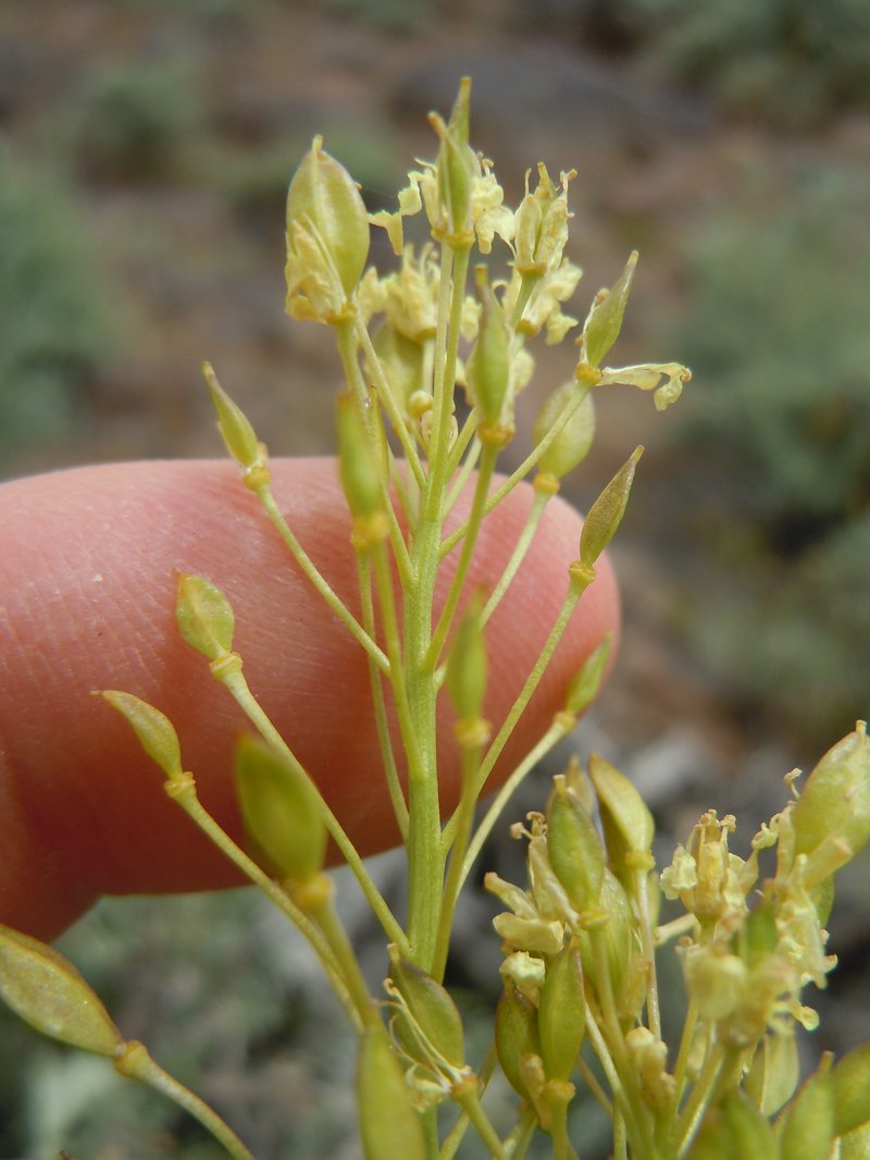 Talapoosa Peak Pearpod photo 6