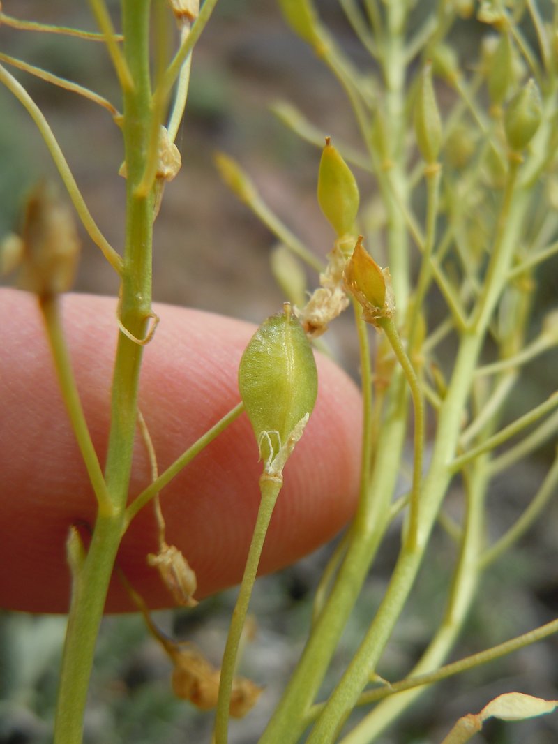 Talapoosa Peak Pearpod photo 7