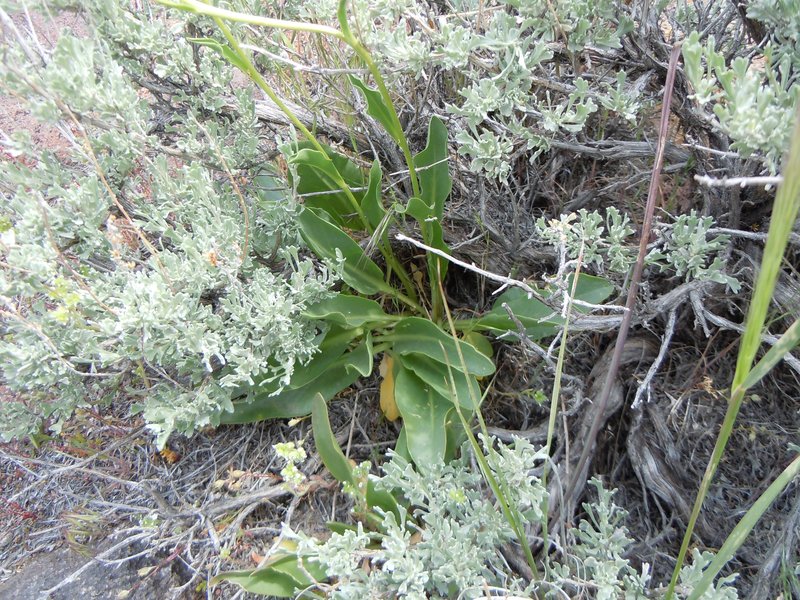 Talapoosa Peak Pearpod photo 8