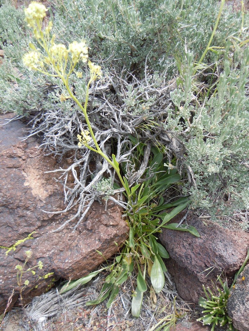 Talapoosa Peak Pearpod photo 9