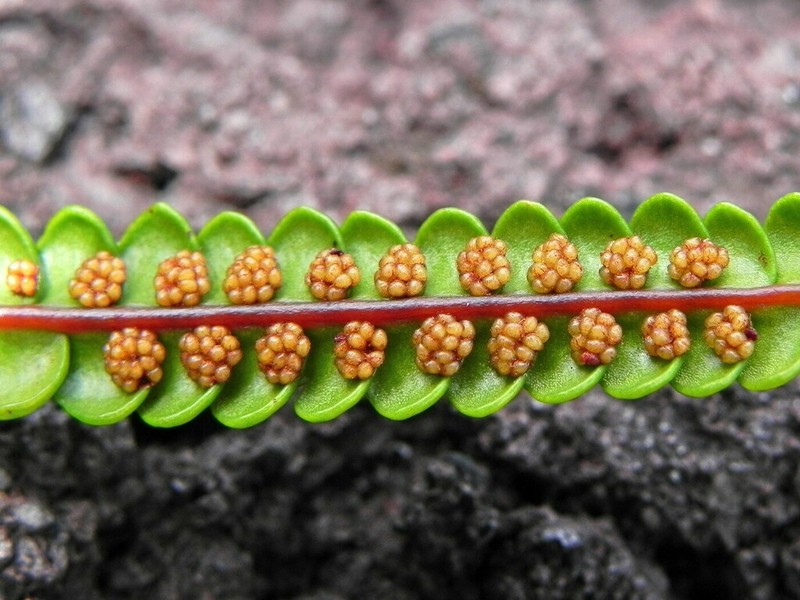 Stromatopteris moniliformis photo 2