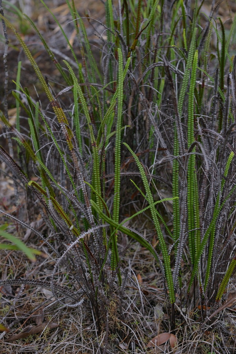 Stromatopteris moniliformis photo 3