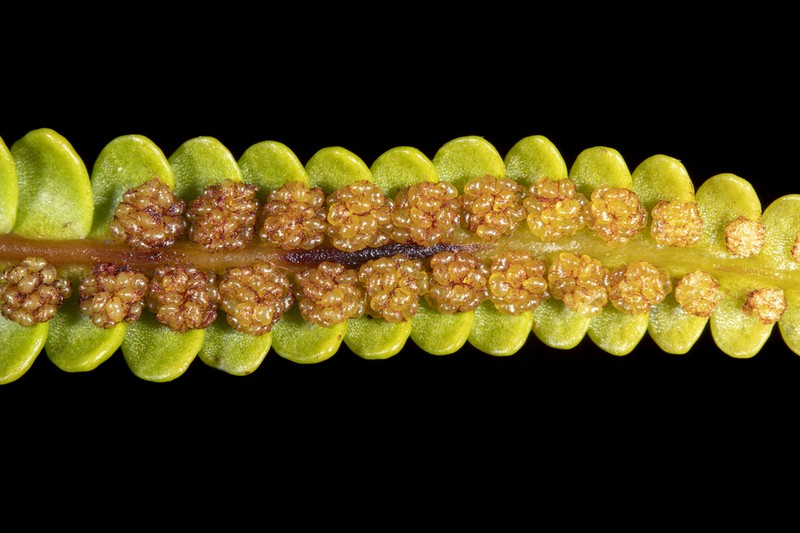 Stromatopteris moniliformis photo 4