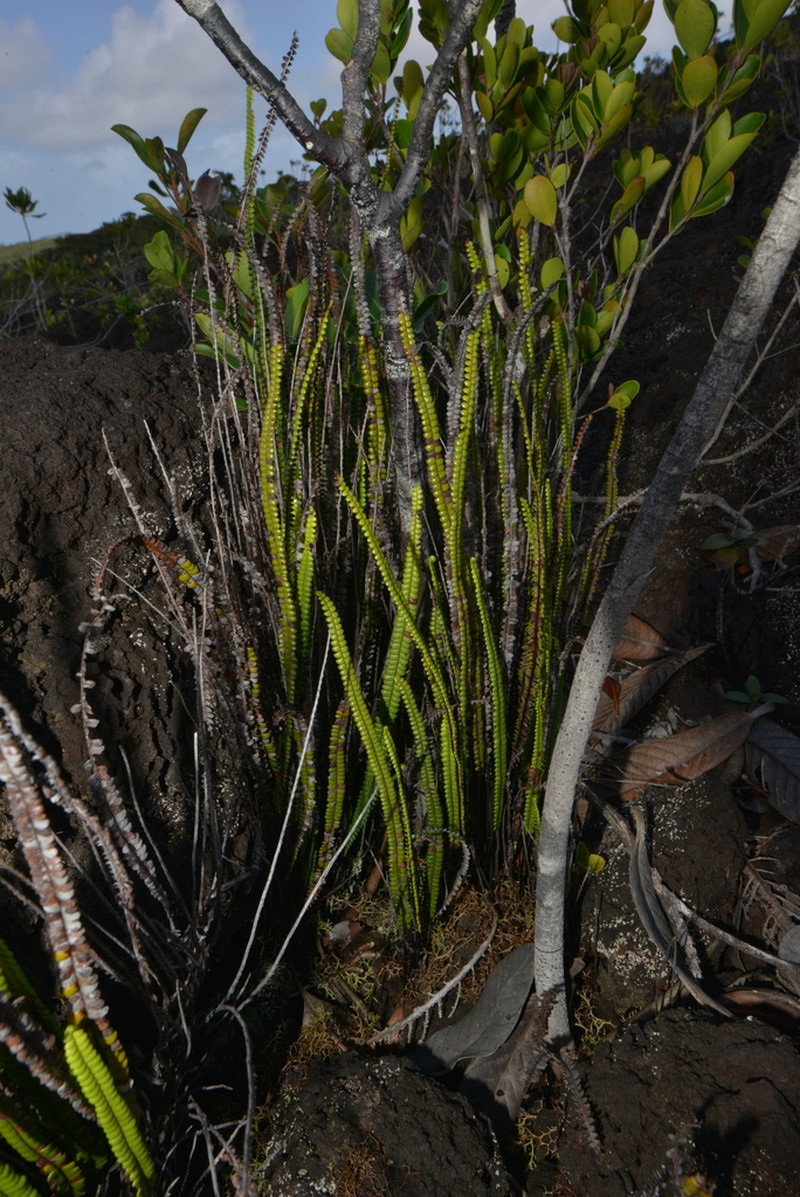 Stromatopteris moniliformis photo 5