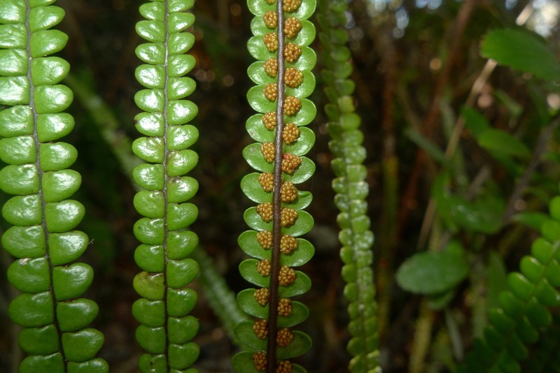 Stromatopteris moniliformis photo 6
