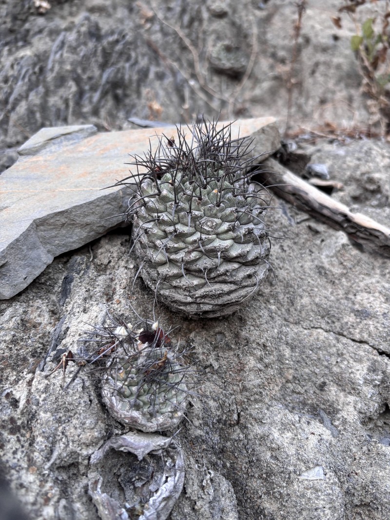 Strombocactus corregidorae photo 2