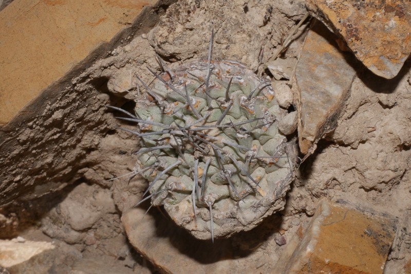 Strombocactus corregidorae photo 3