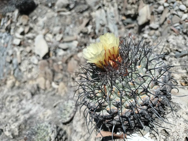 Strombocactus corregidorae photo 4