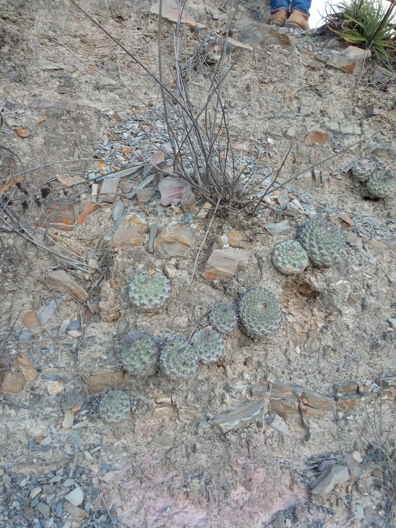 Strombocactus corregidorae photo 5