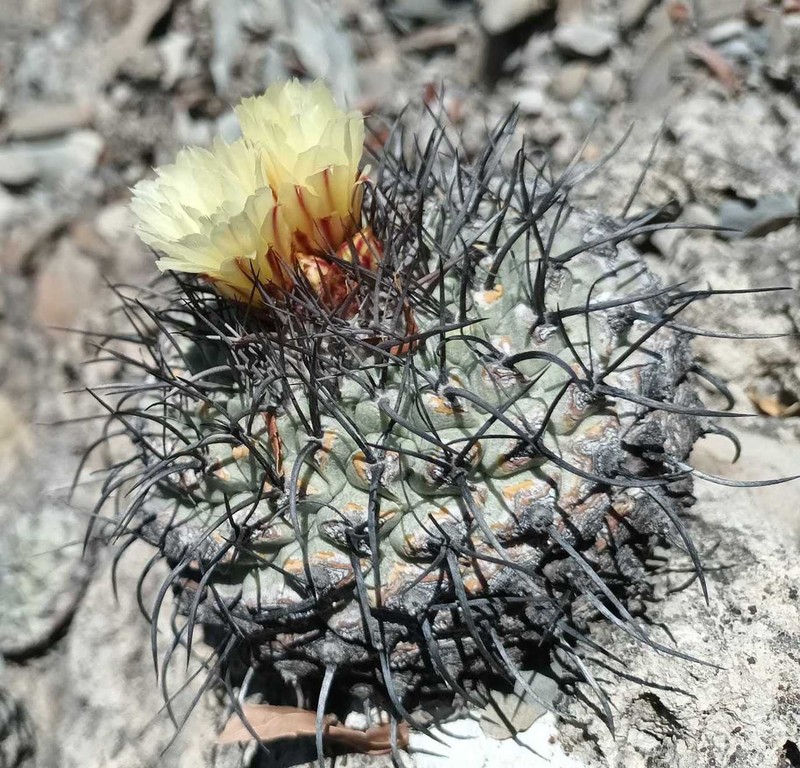 Strombocactus corregidorae