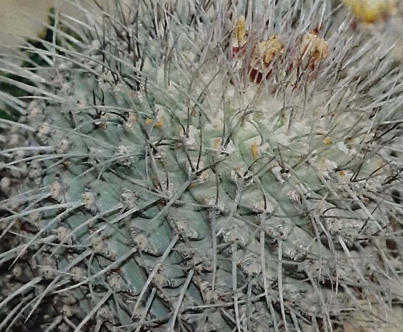 Strombocactus corregidorae photo 6