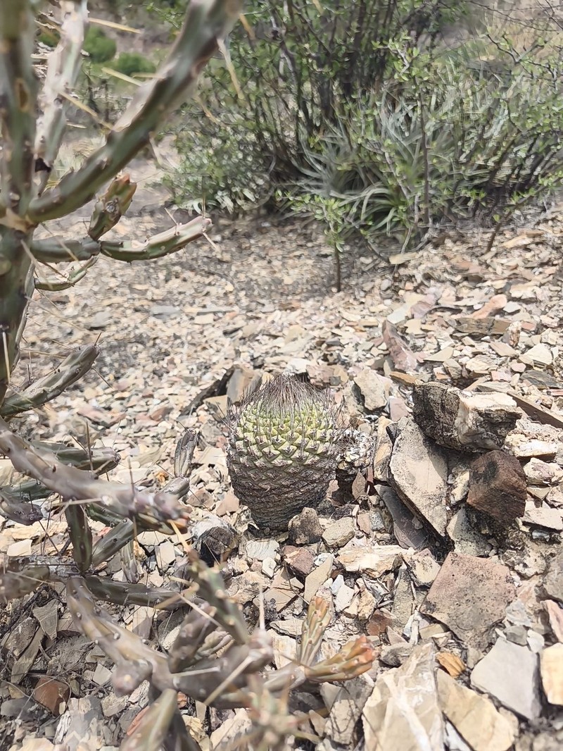 Strombocactus disciformis subsp. disciformis