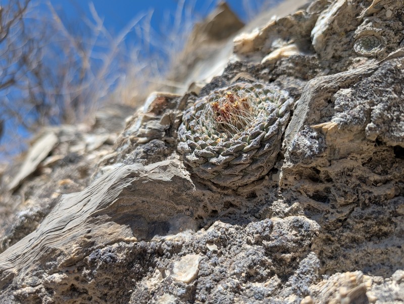 Strombocactus disciformis subsp. disciformis photo 2