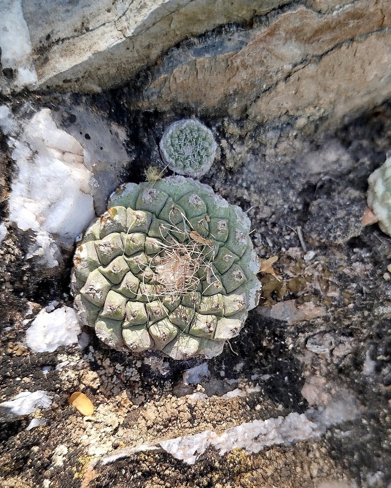 Strombocactus disciformis subsp. disciformis photo 3