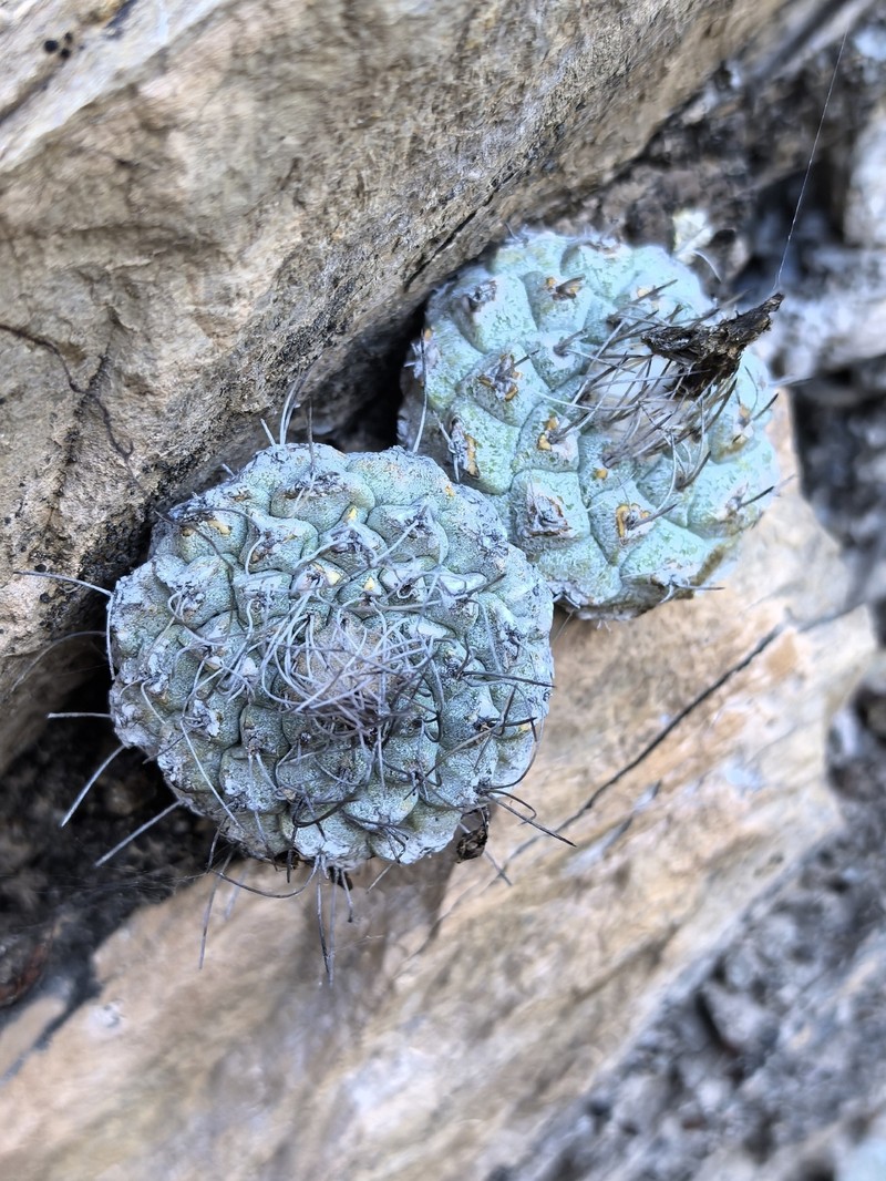 Strombocactus disciformis subsp. disciformis photo 4