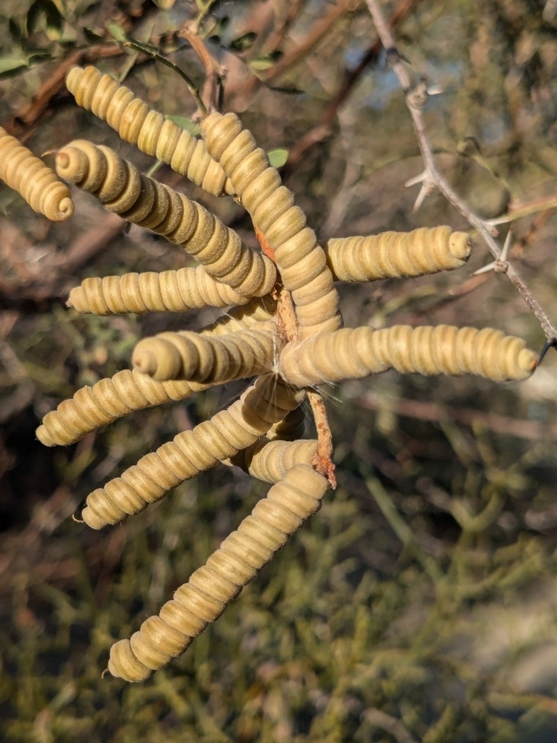 Screwbean Mesquite