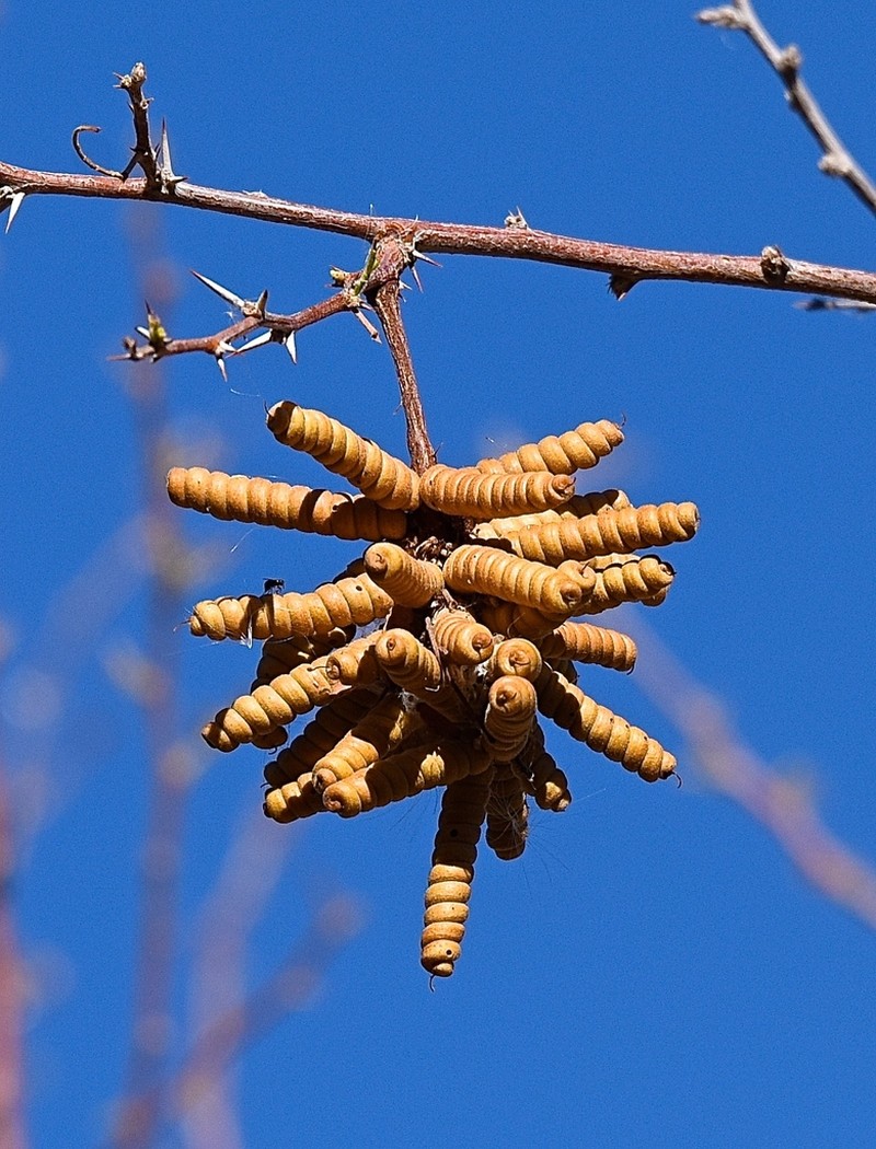 Screwbean Mesquite photo 2