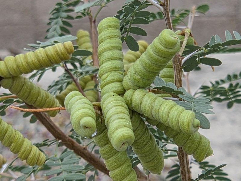 Screwbean Mesquite photo 3