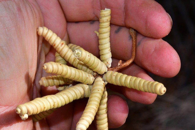 Screwbean Mesquite photo 4