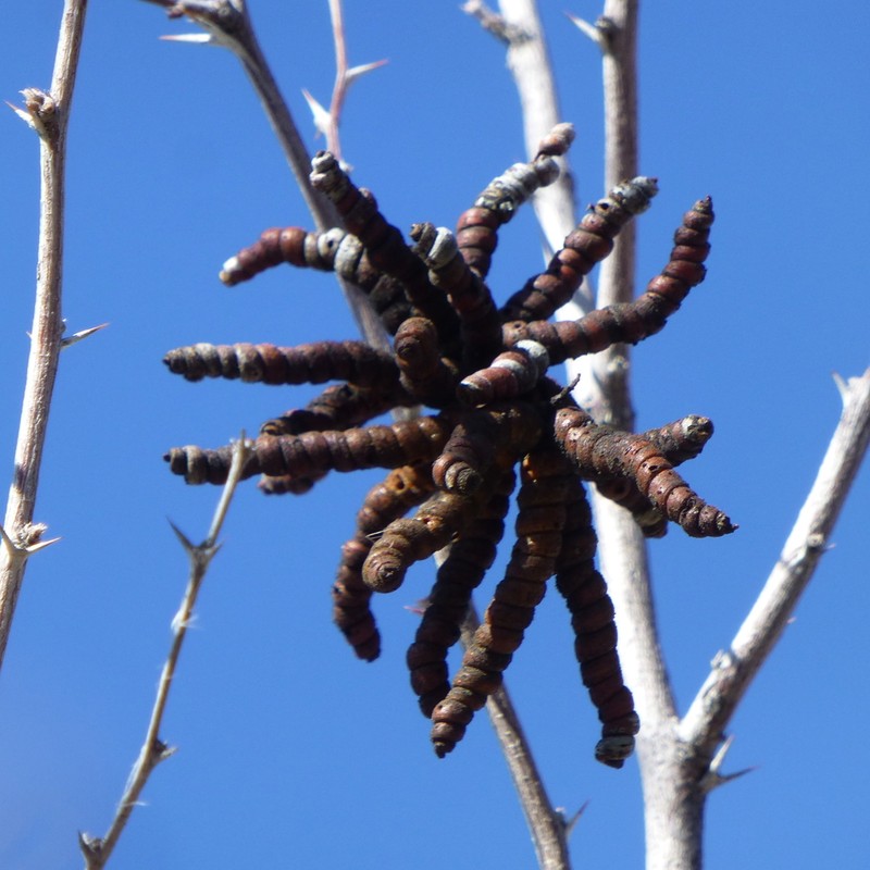 Screwbean Mesquite photo 5